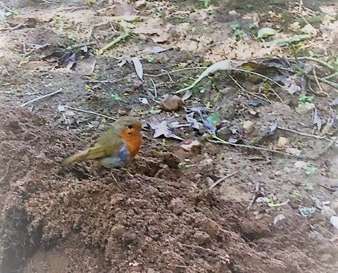 Robin - a new team member is always welcome