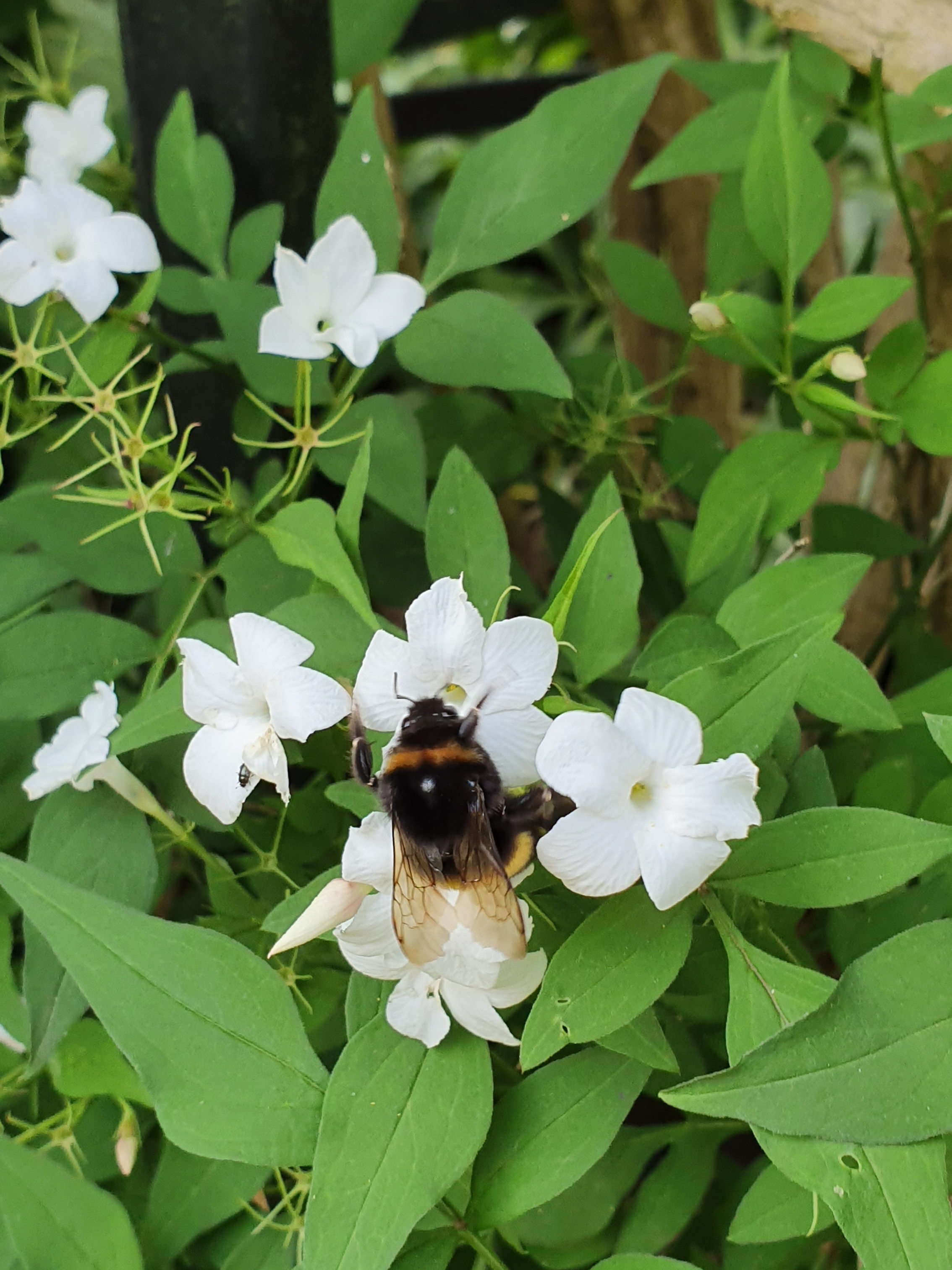 encourage wildlife with healthy plants