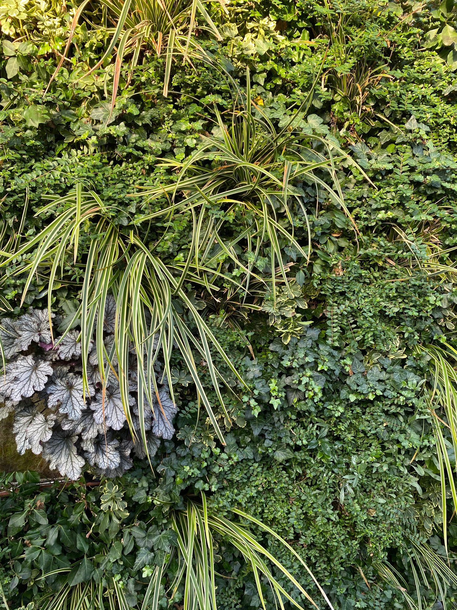 vertical gardens are on the up with Rosewood