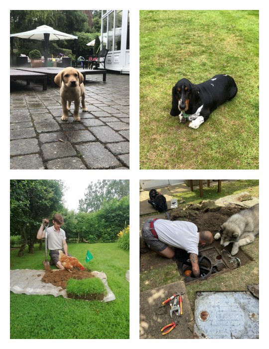 animal helpers are always welcome at Rosewood Irrigation