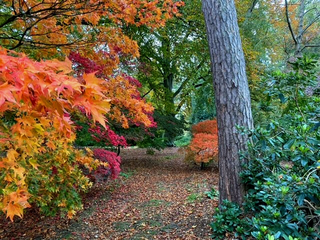 stunning autumn colour - irrigation from Rosewood helps your garden look great all year