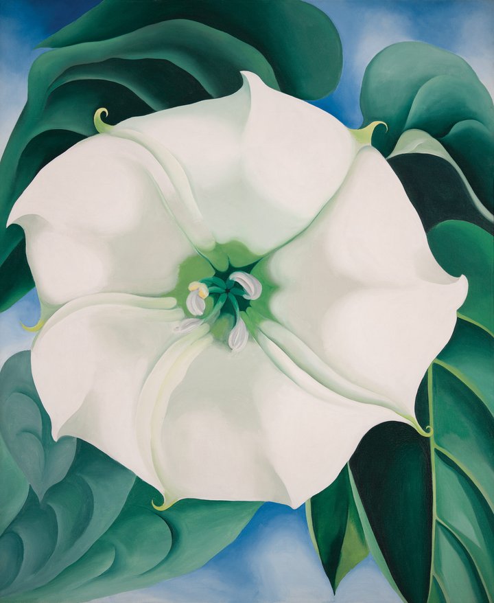 Georgia O'Keeffe's Jimson Weed - Rosewood's flower painting for February