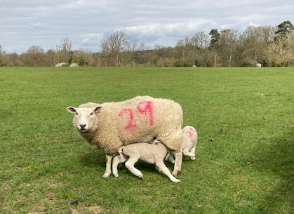 Spring is here - lambs in the fields