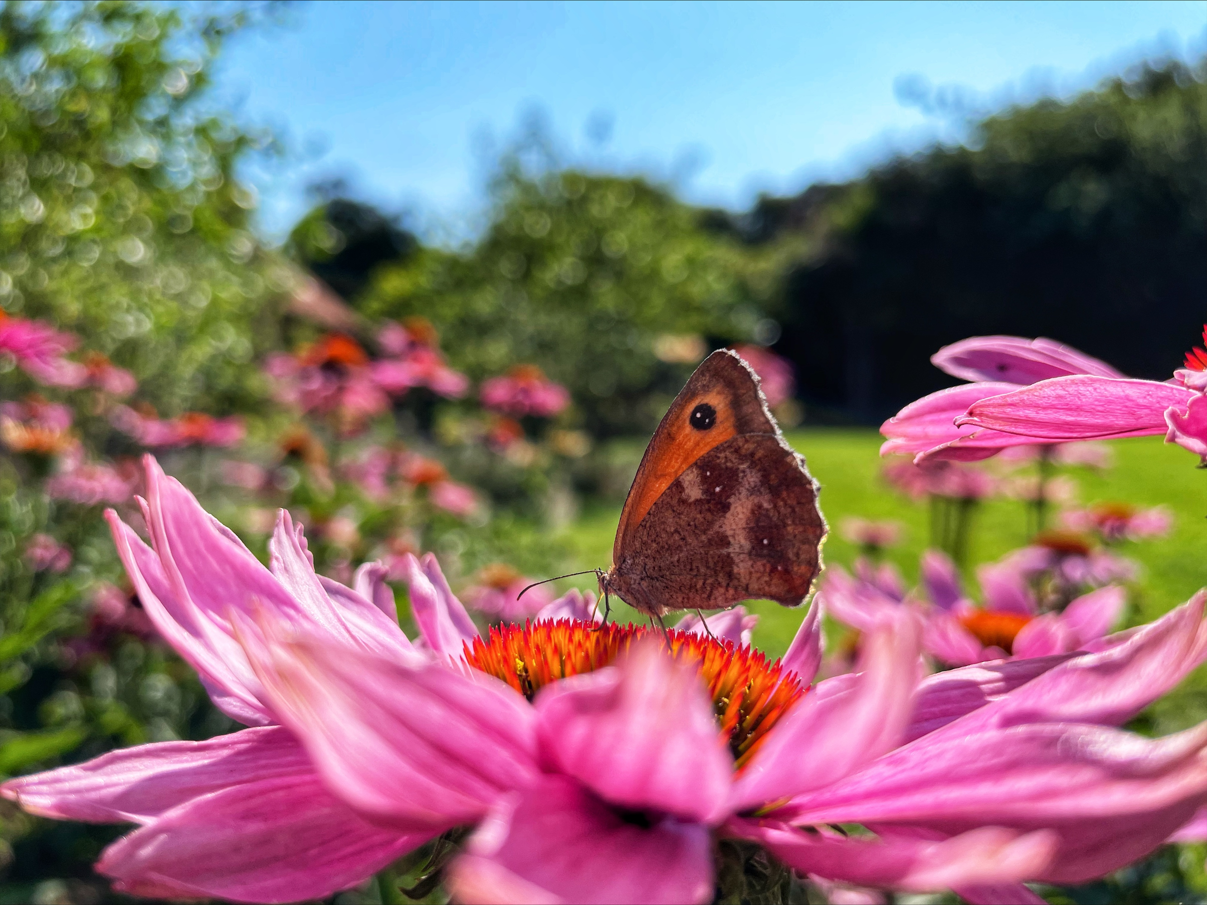 garden irrigation helps wildlife