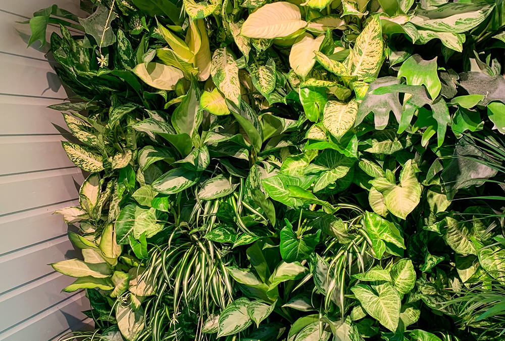 Chelsea_Flower_Show_Living_Wall