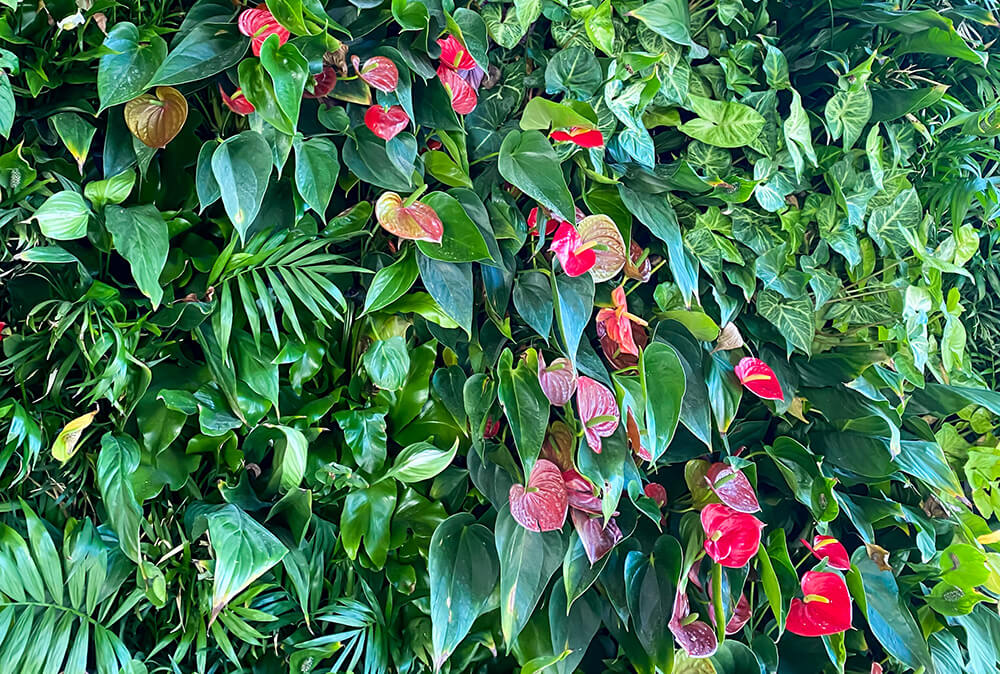 Commercial_Office_Living_Wall