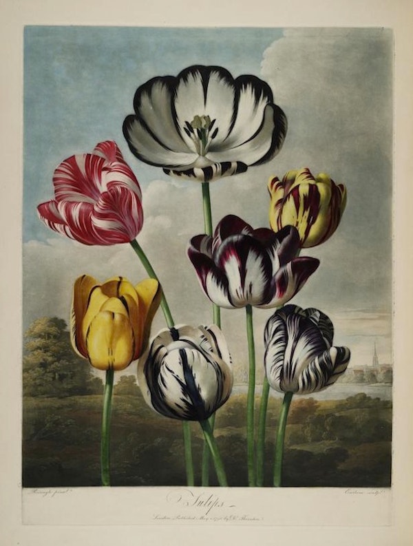 tulips from the Temple of Flora