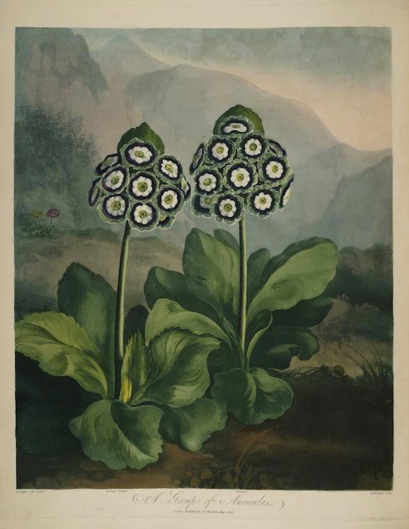 Engraving of auriculas