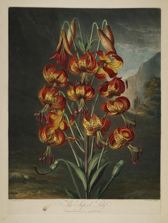 lily from the Temple of Flora, R J Thornton's amazing early 19th century botanical book