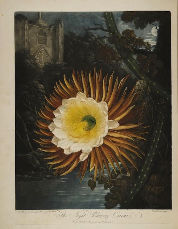 night blooming cereus from the Temple of Flora
