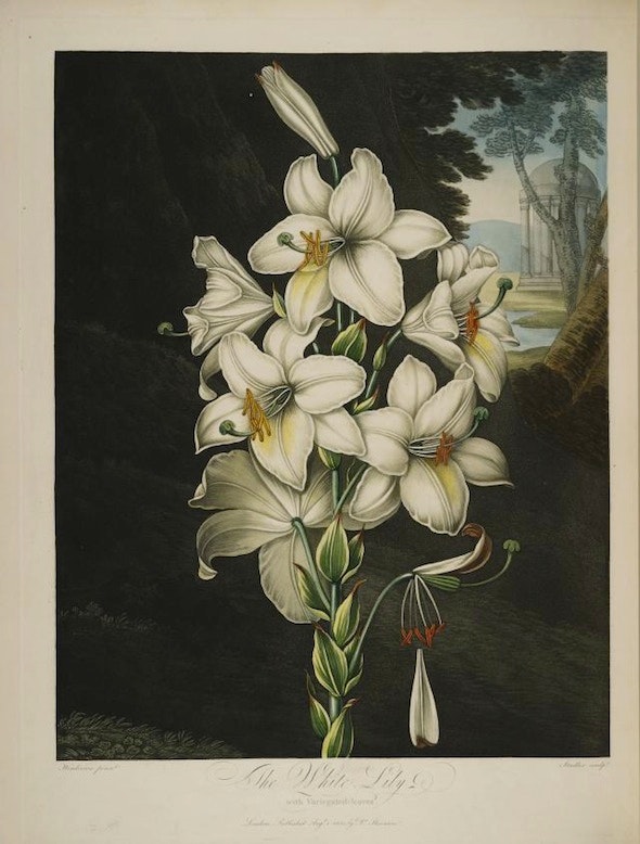 The White Lily from Thornton's early 19th century botanical masterpiece 'The Temple of Flora'