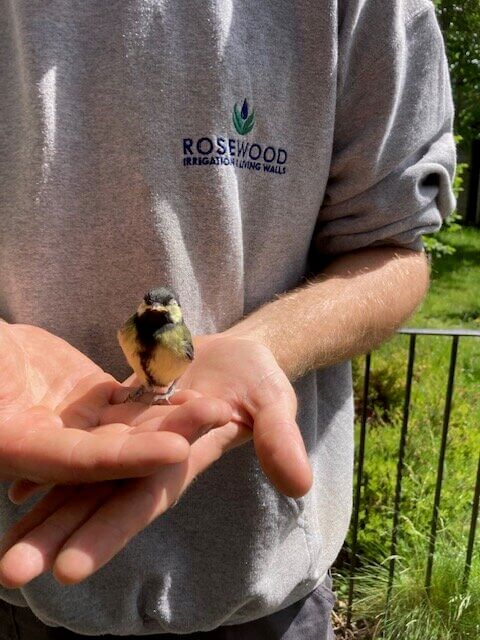 Garden irrigation helps wildlife thrive too, not just plants. This little bird came to help us install a system