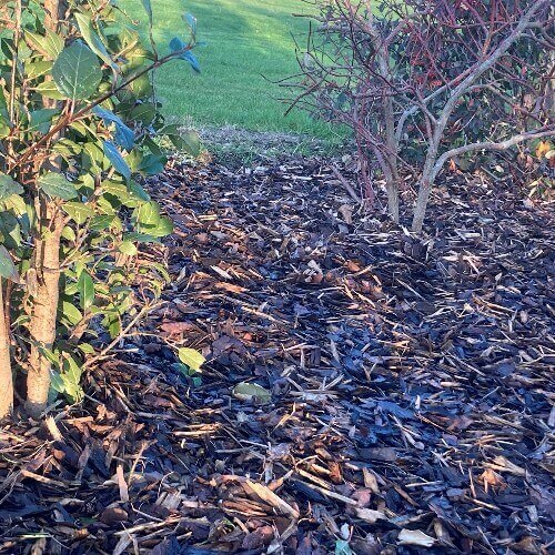 bark mulch 5_1608111911