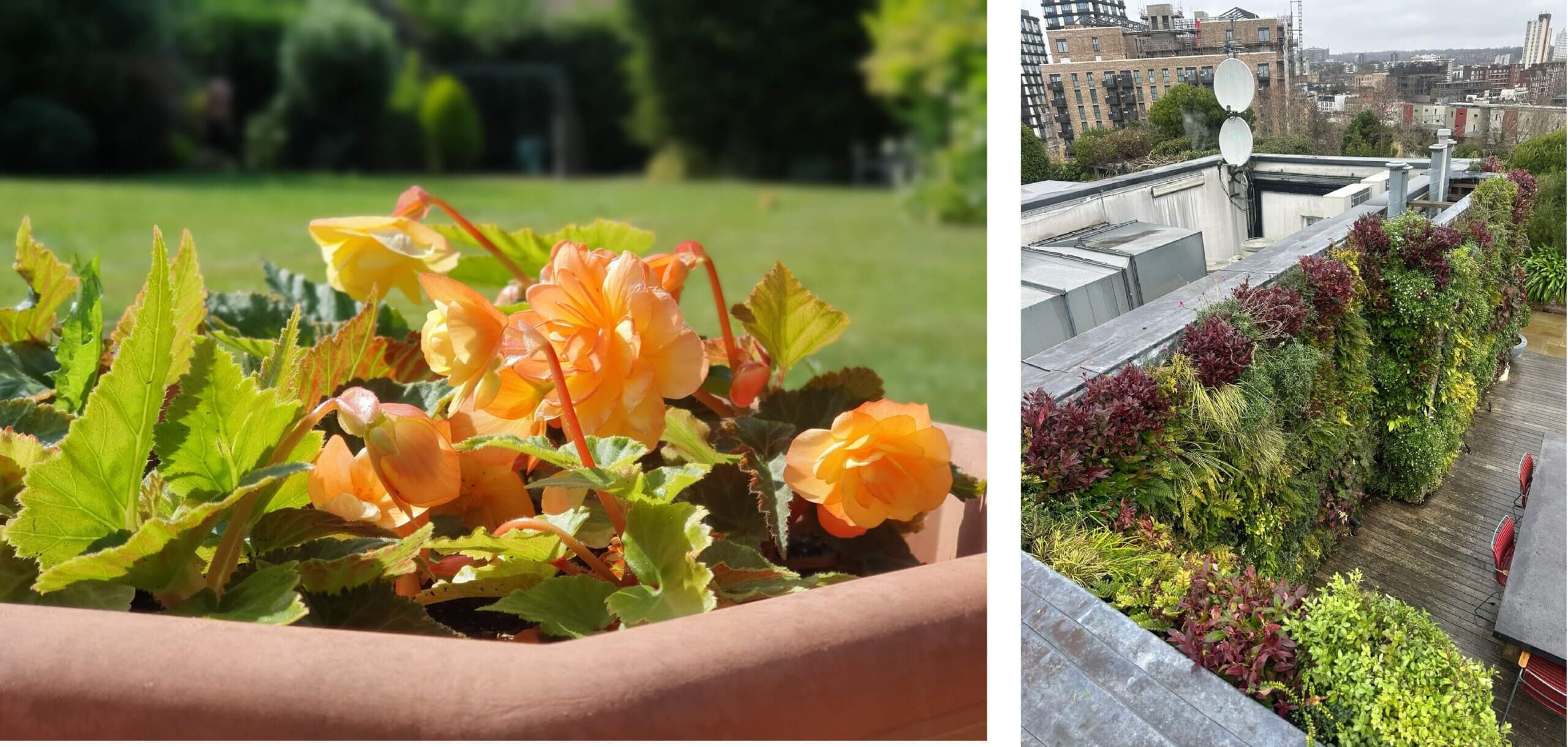 Irrigation for containers and living walls is different in terms of watering solutions but helps both thrive