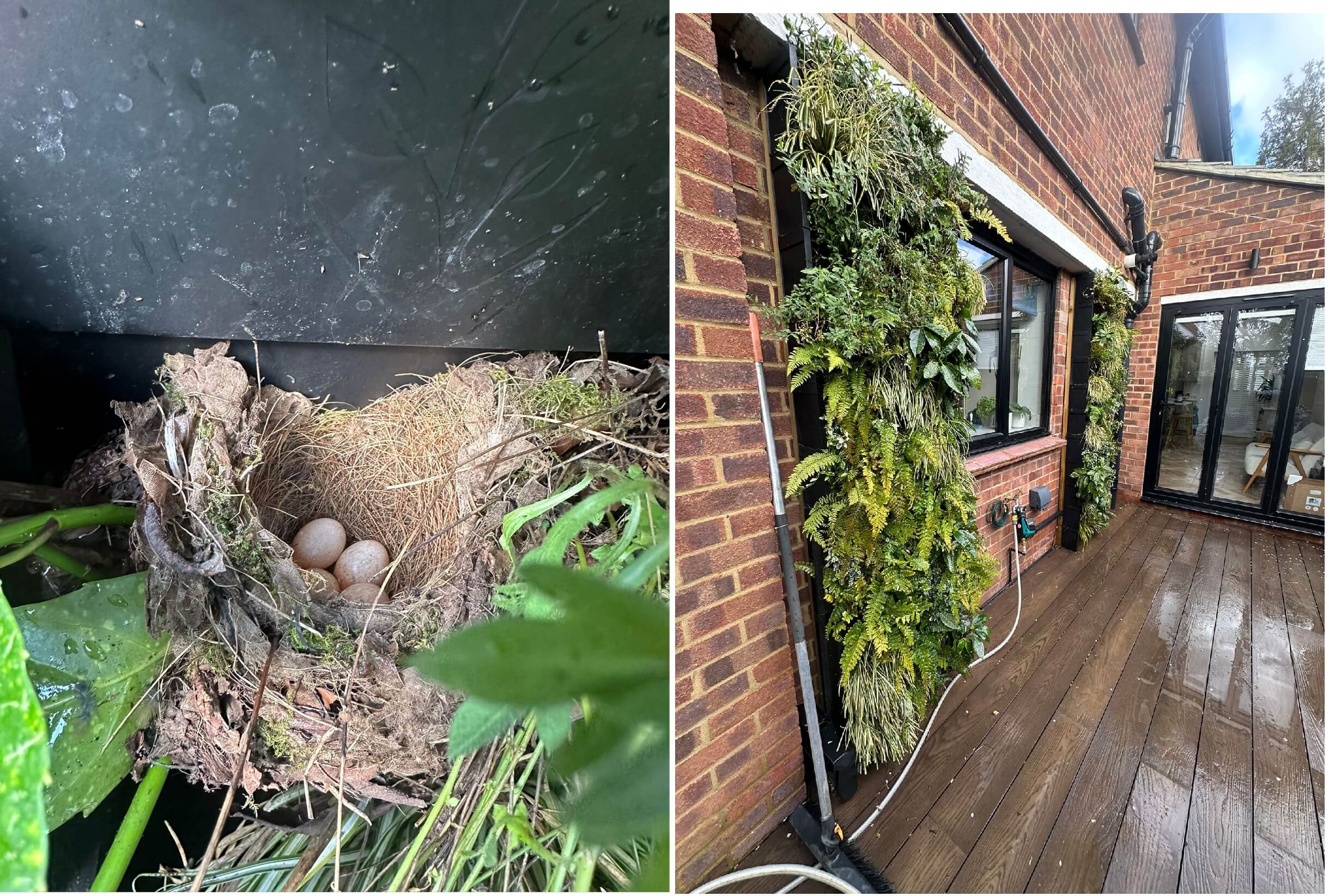 Birds nest in living walls